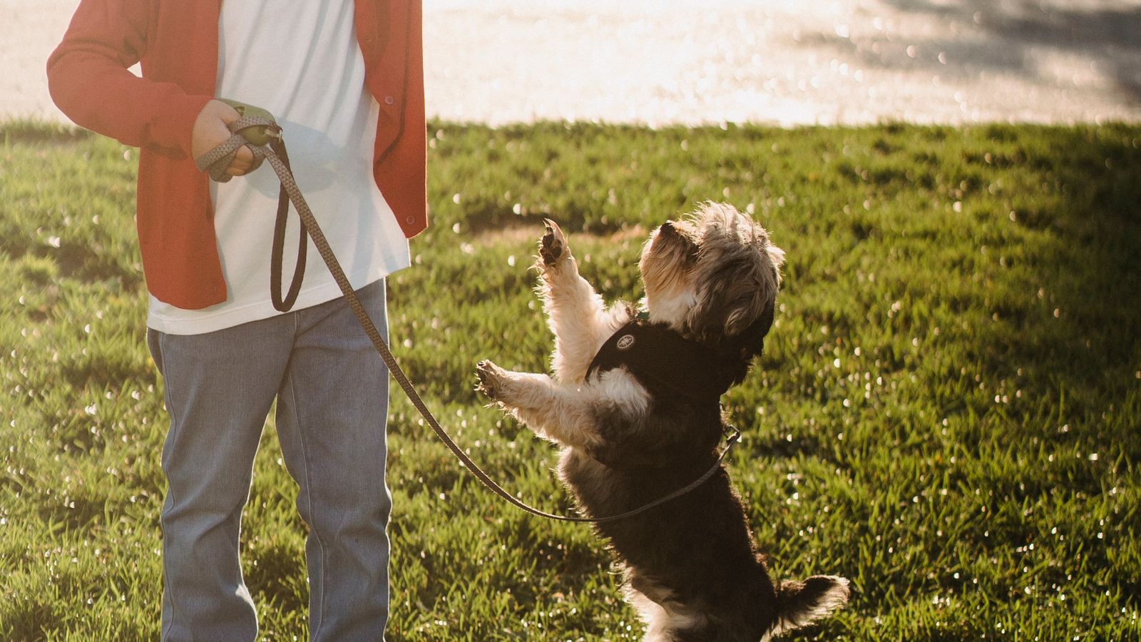 Éducation positive - Dressez Votre Chien en 15 Minutes par Jour, hero shot