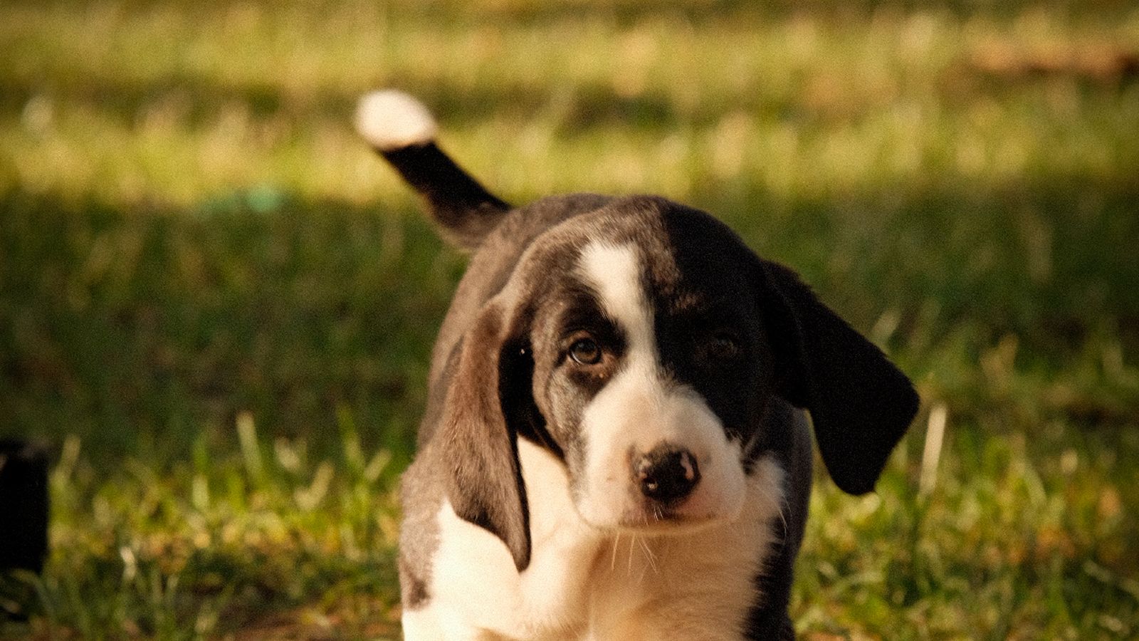 Chien propre - Dressez Votre Chien en 15 Minutes par Jour, hero shot